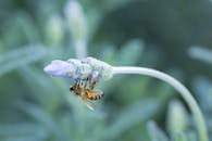 Honeybee on Lavender Flower in Macro Detail