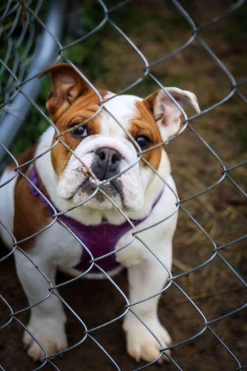Free stock photo of adorable dog, akc dog, beautiful dog Stock Photo