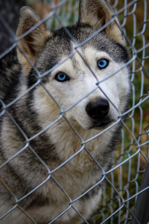 Free stock photo of adorable dog, akc dog, blue eyes Stock Photo