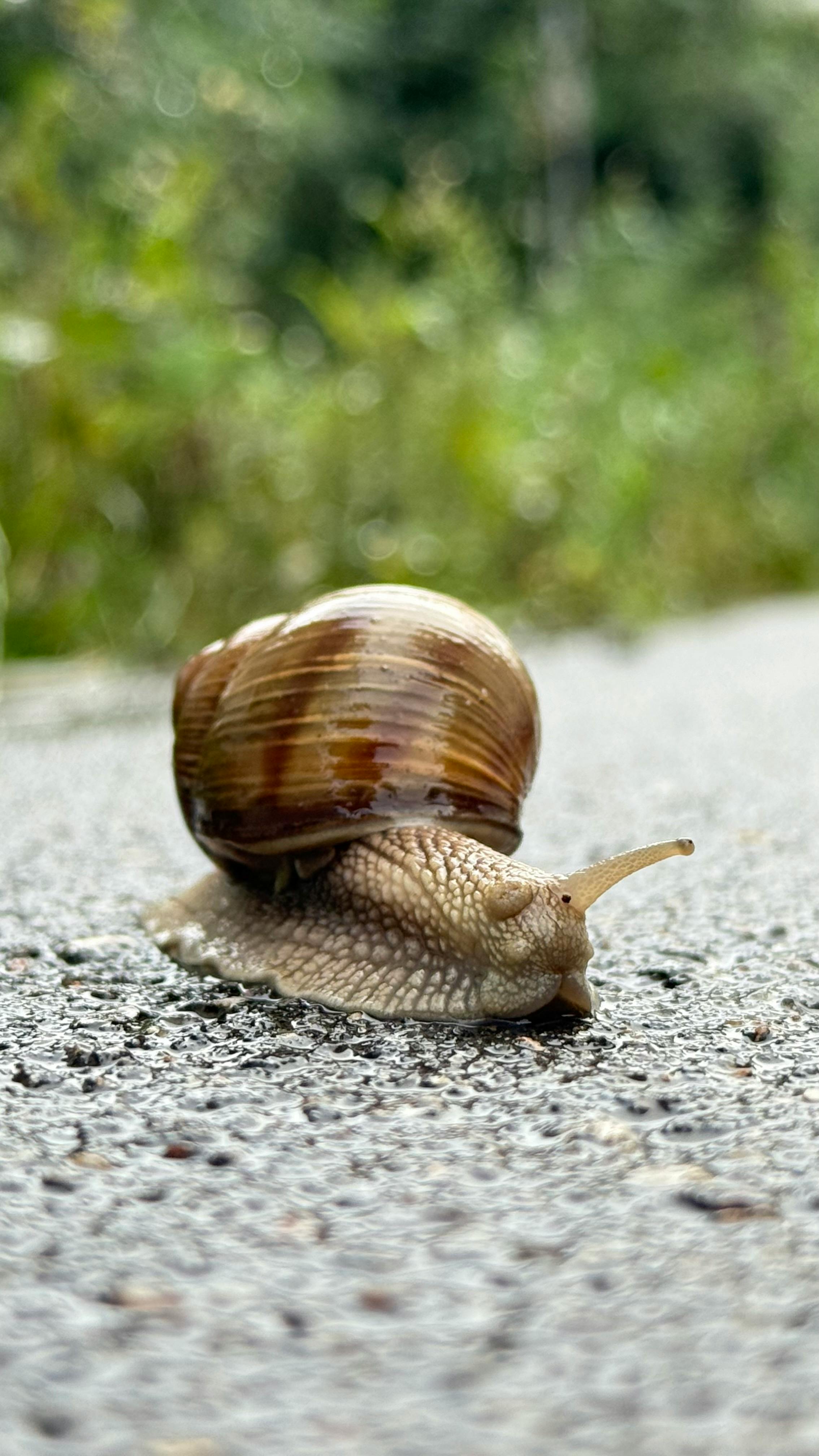 Snail on a gravel path with blurred green forest background creates a peaceful nature scene.