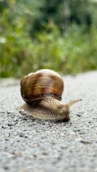 Snail on a gravel path with blurred green forest background creates a peaceful nature scene.