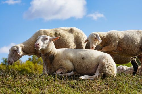 Free A serene flock of sheep grazing on a summer day in Drage, Lower Saxony, Germany. Stock Photo