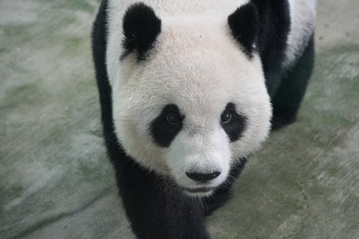 Panda Master Download: Unmasking the Hidden Costs (Beyond the App Store Price)