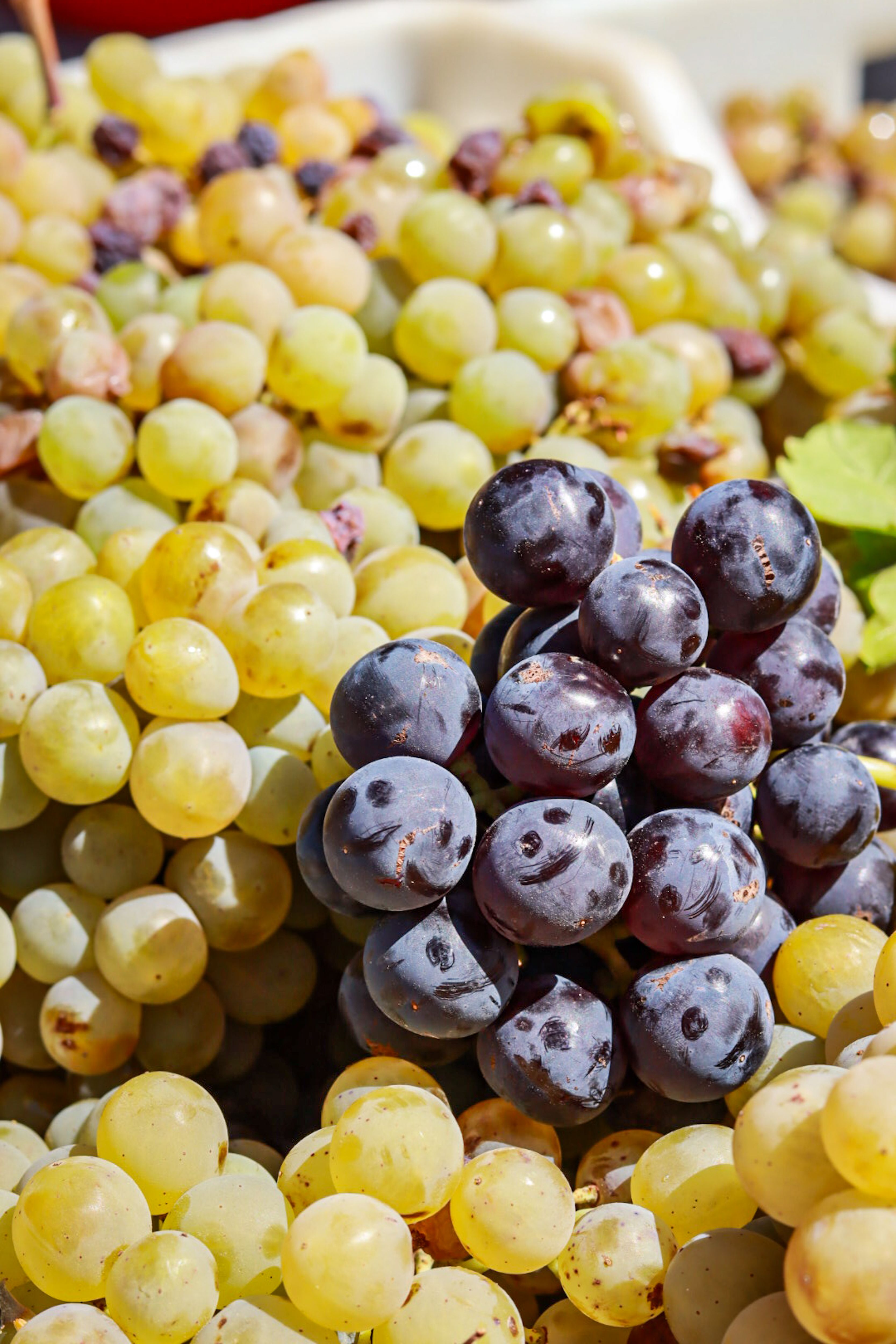 Close-Up of Fresh Grapes at a Vineyard · Free Stock Photo