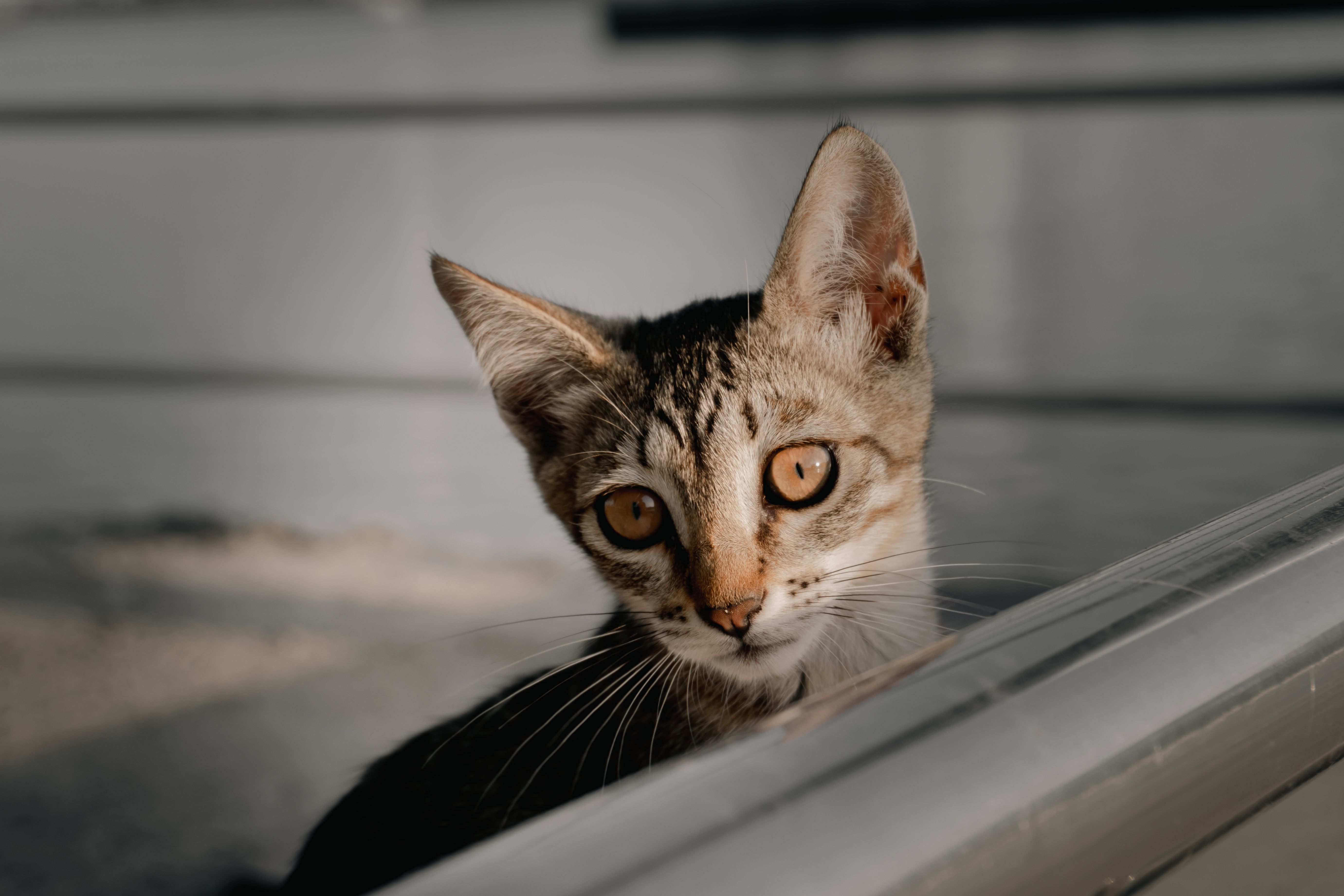 猫のイメージ