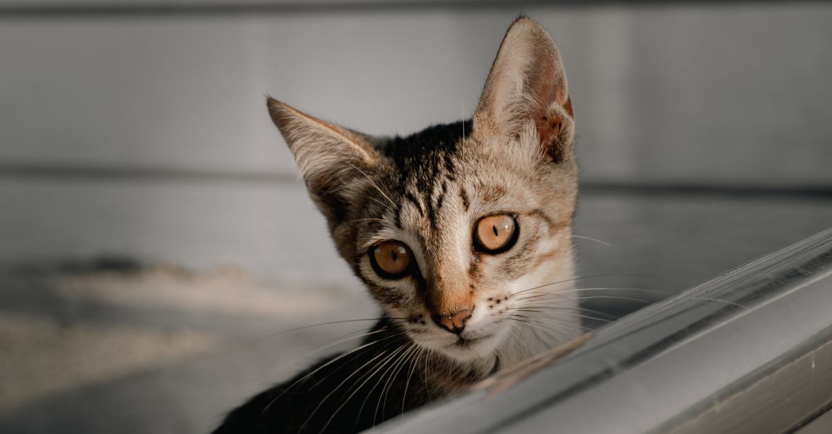 Kitten With Toy-Car Wheelchair Finds a Home, Washington Post Reports