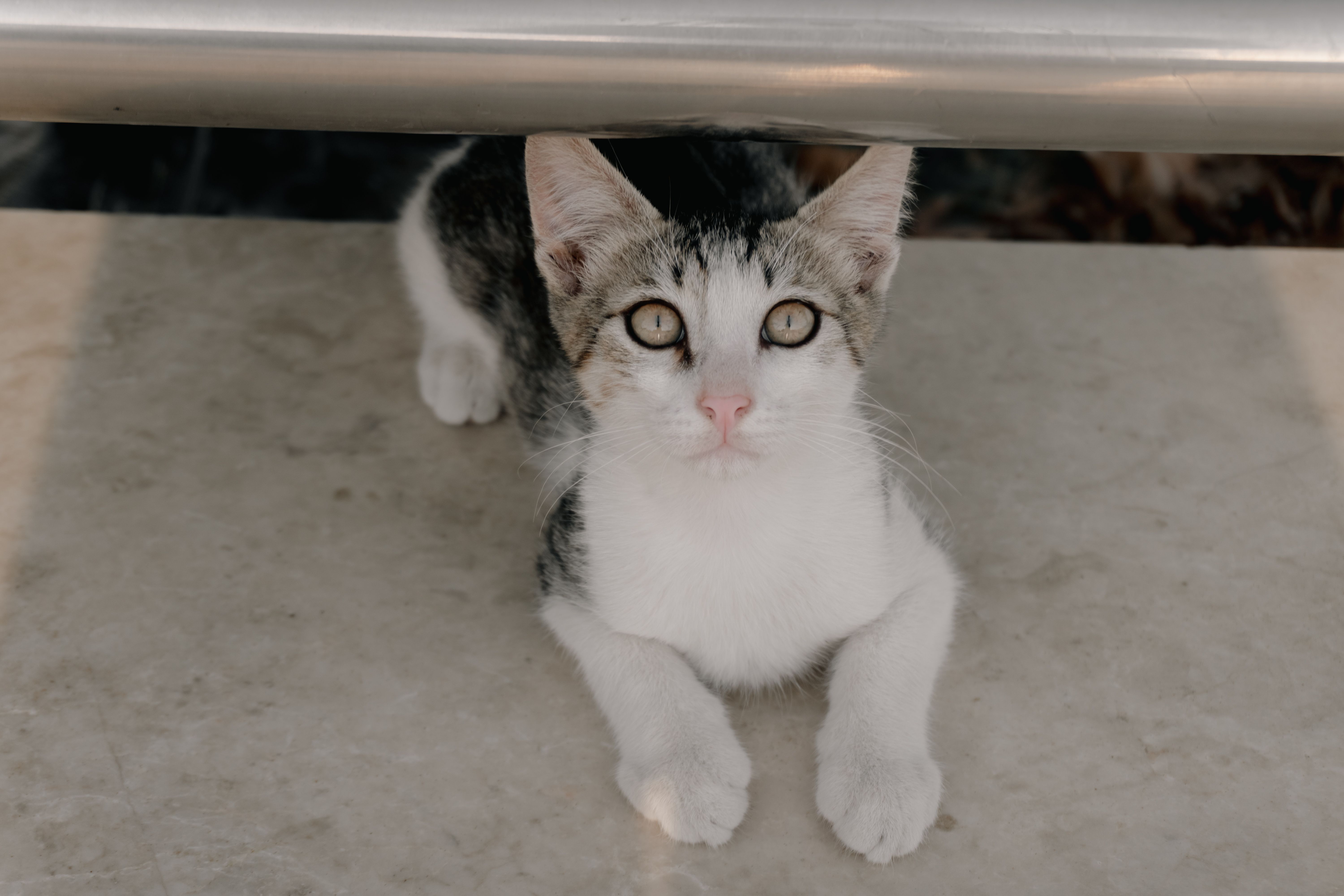 Liver Enzymes in Cats — ALT, AST, ALP, GGT Interpretation - VetBlood.io