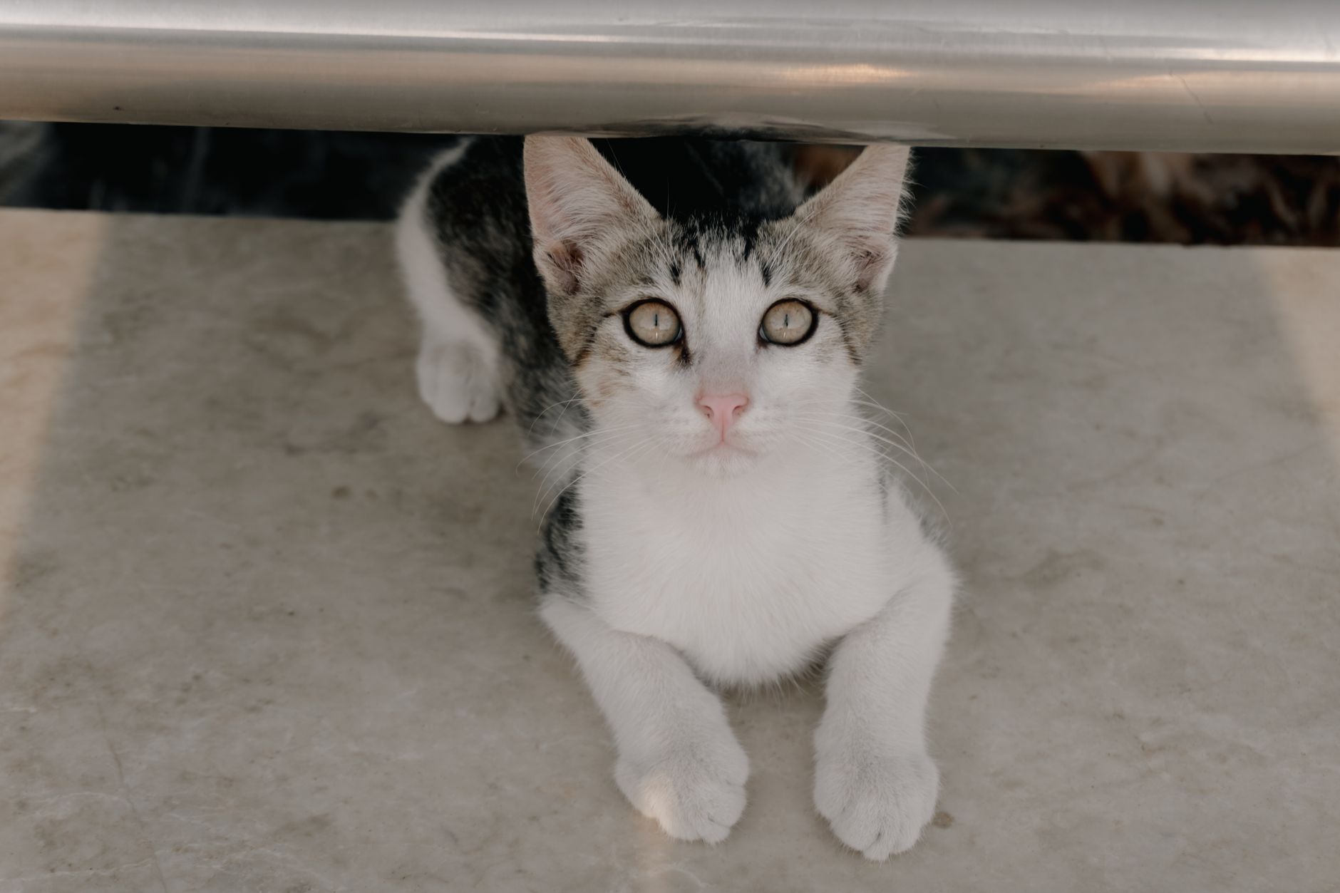 Healthcare and wellness consultation for a cat