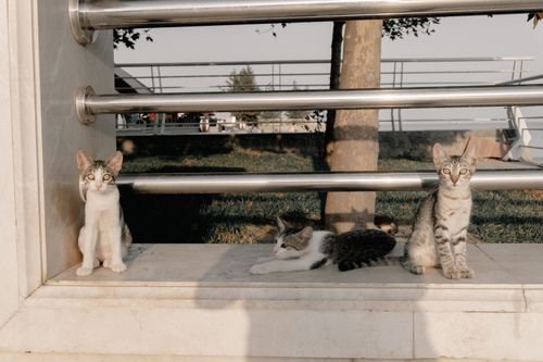 Free Three cats sit and rest by a metal railing in a sunlit outdoor area, enjoying the warm weather. Stock Photo
