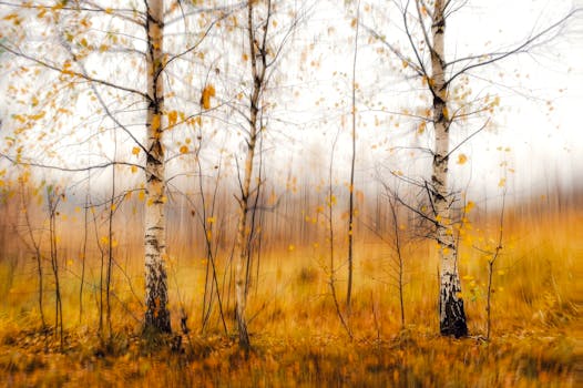 Experimental artistic capture of autumn birch trees in a golden field with soft background blur.