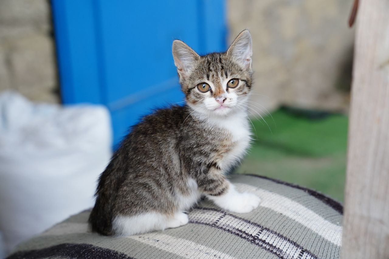 cute tabby kitten sitting indoors looking at the camera with curiosity