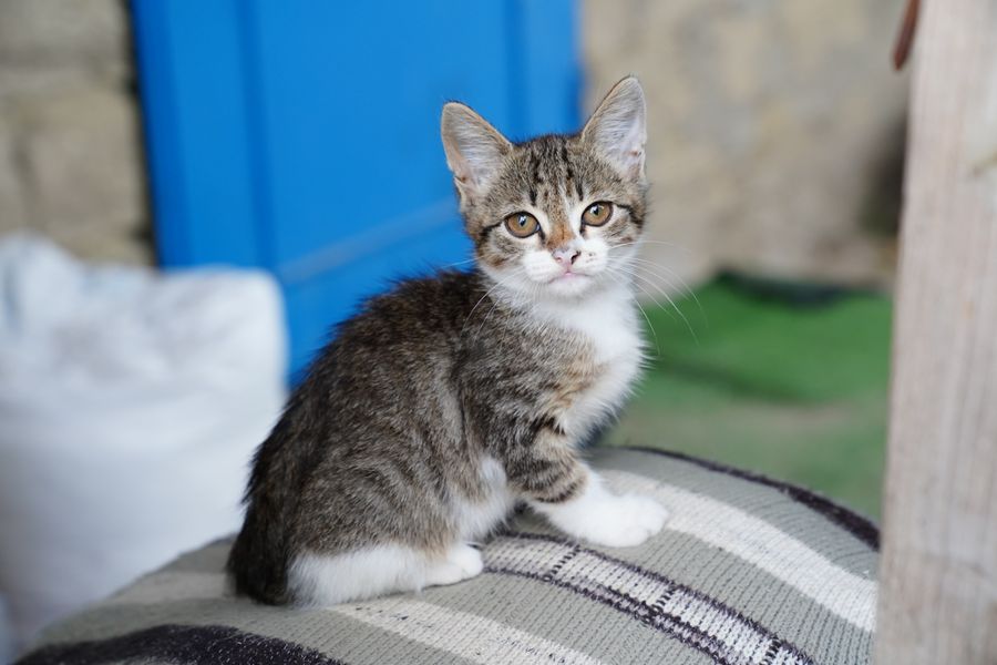 Meraklı tekir yavru kedi