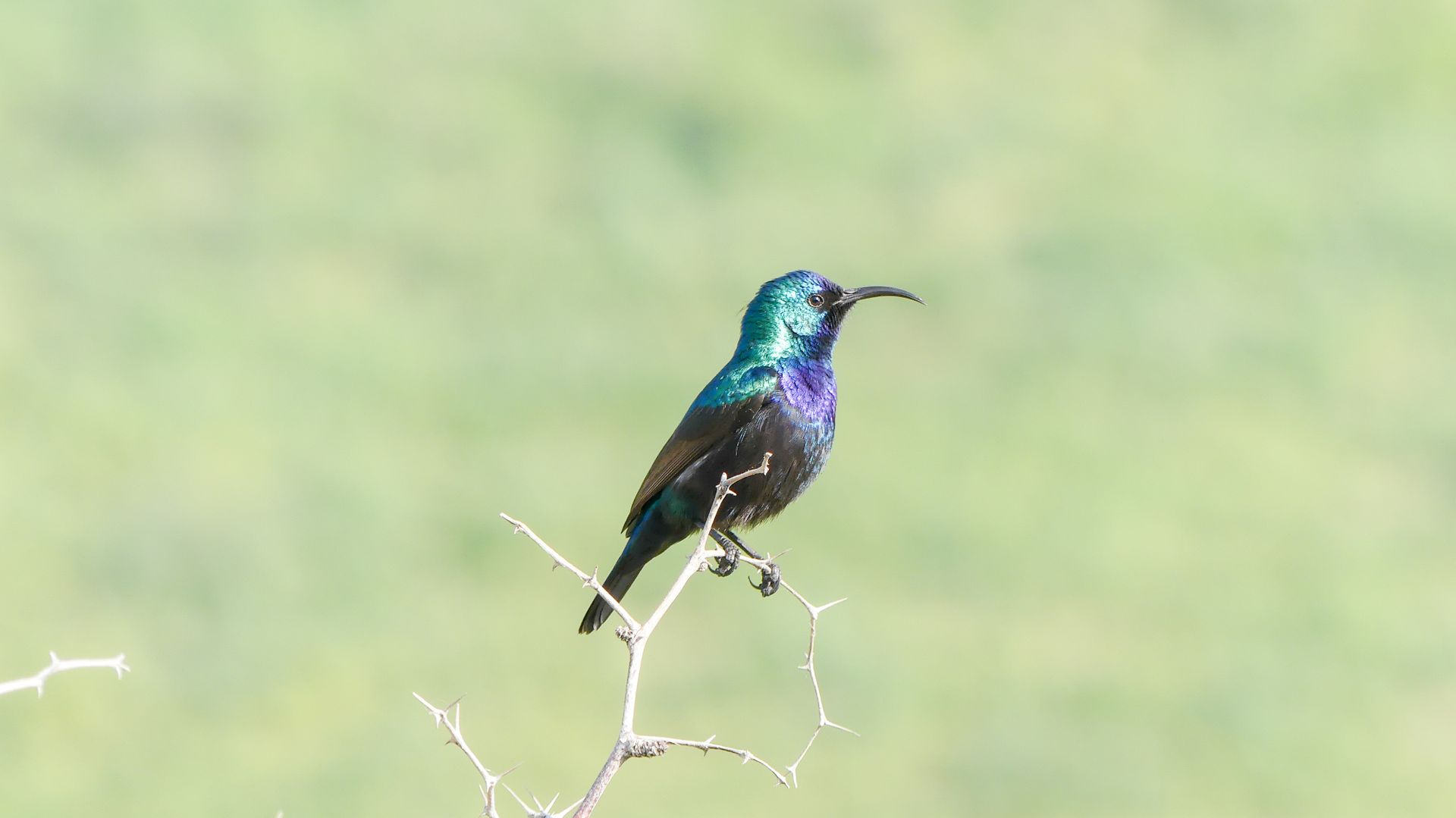 Vibrant sunbird with iridescent feathers perched on a dry thorny branch against a blurred natural background.