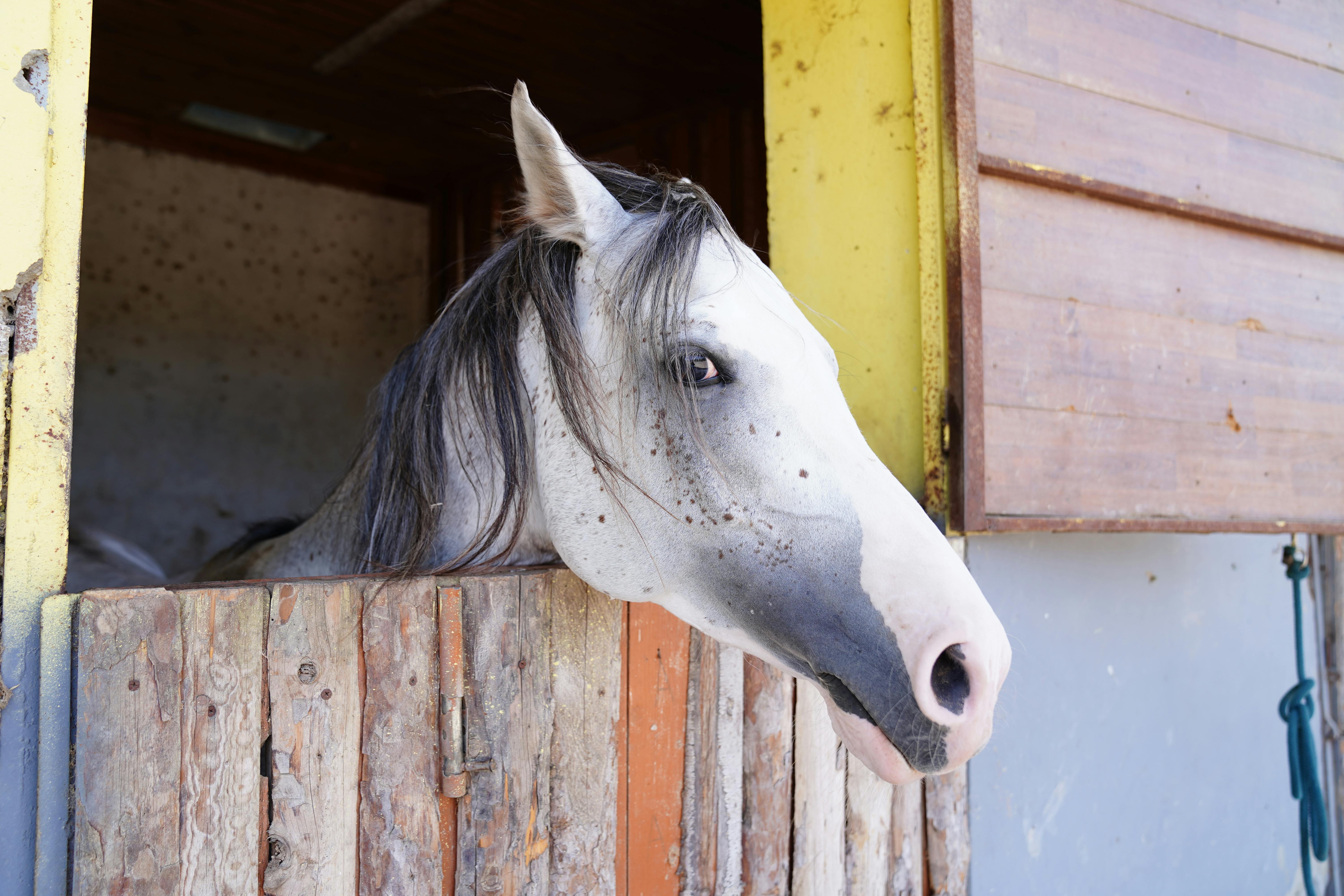 A white horse peeks out from a rustic wooden stable, showcasing elegance and curiosity.