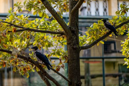 Free Hooded crows perched on a tree with autumn leaves in Zagreb, Croatia. Stock Photo