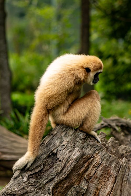 Free A peaceful scene of a golden gibbon sitting on a log in nature, captured at Zagreb Zoo. Stock Photo
