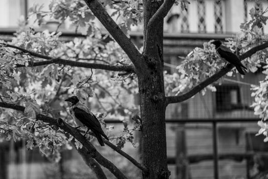 crow photo