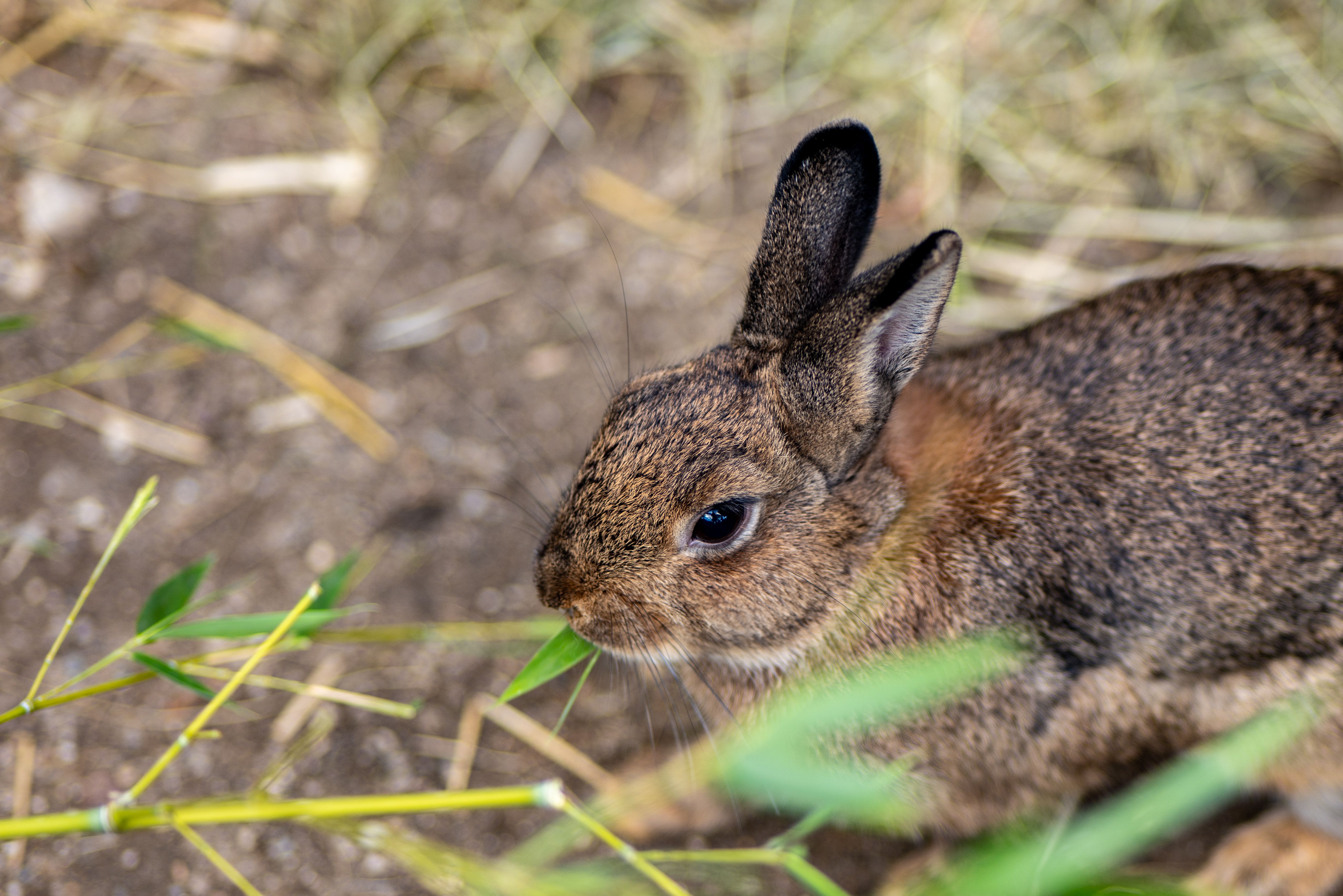 Veterinary care for a rabbit