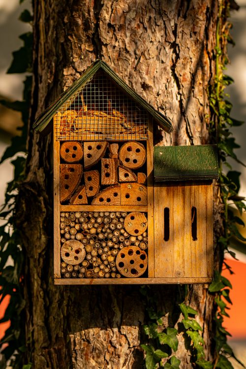 Free Wooden insect hotel attached to a tree, attracting beneficial bugs, outdoors in sunlight. Stock Photo
