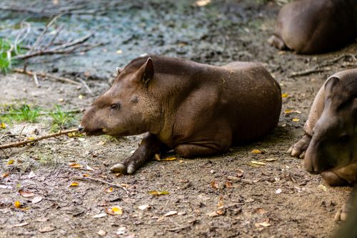 Free A peaceful scene of tapirs relaxing in their natural habitat at Zagreb Zoo. Stock Photo