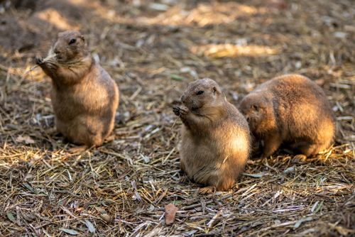 Free Three prairie dogs gather and feed on a sunlit patch of forest floor, exhibiting natural behavior. Stock Photo