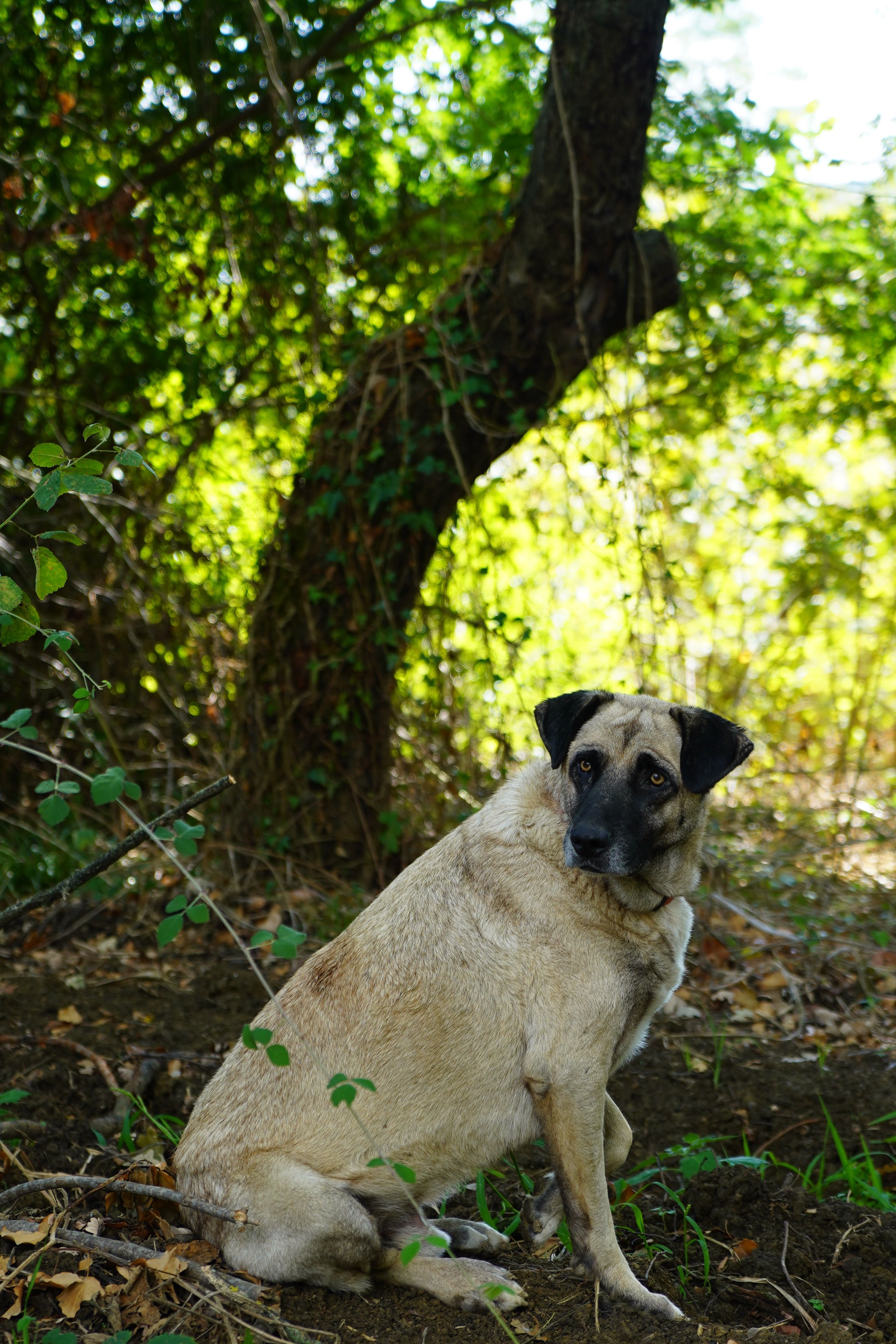 Adorable Dog Posing in Lush Forest Scenery · Free Stock Photo