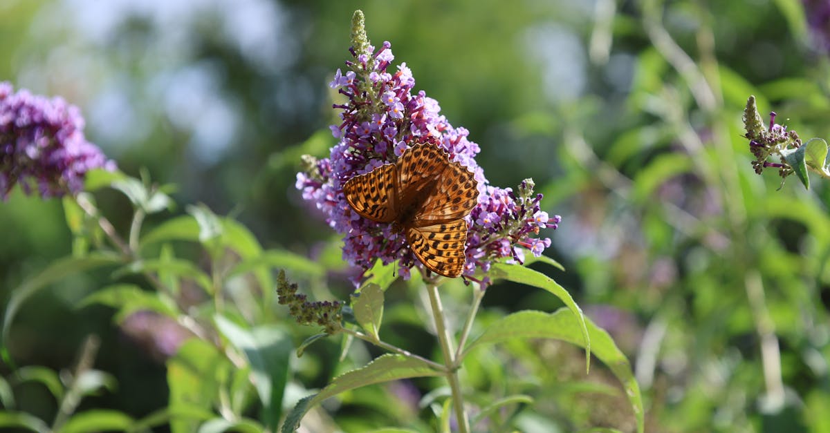 生活:大安區長青學苑園藝課程 深受長輩喜愛促進身心健康