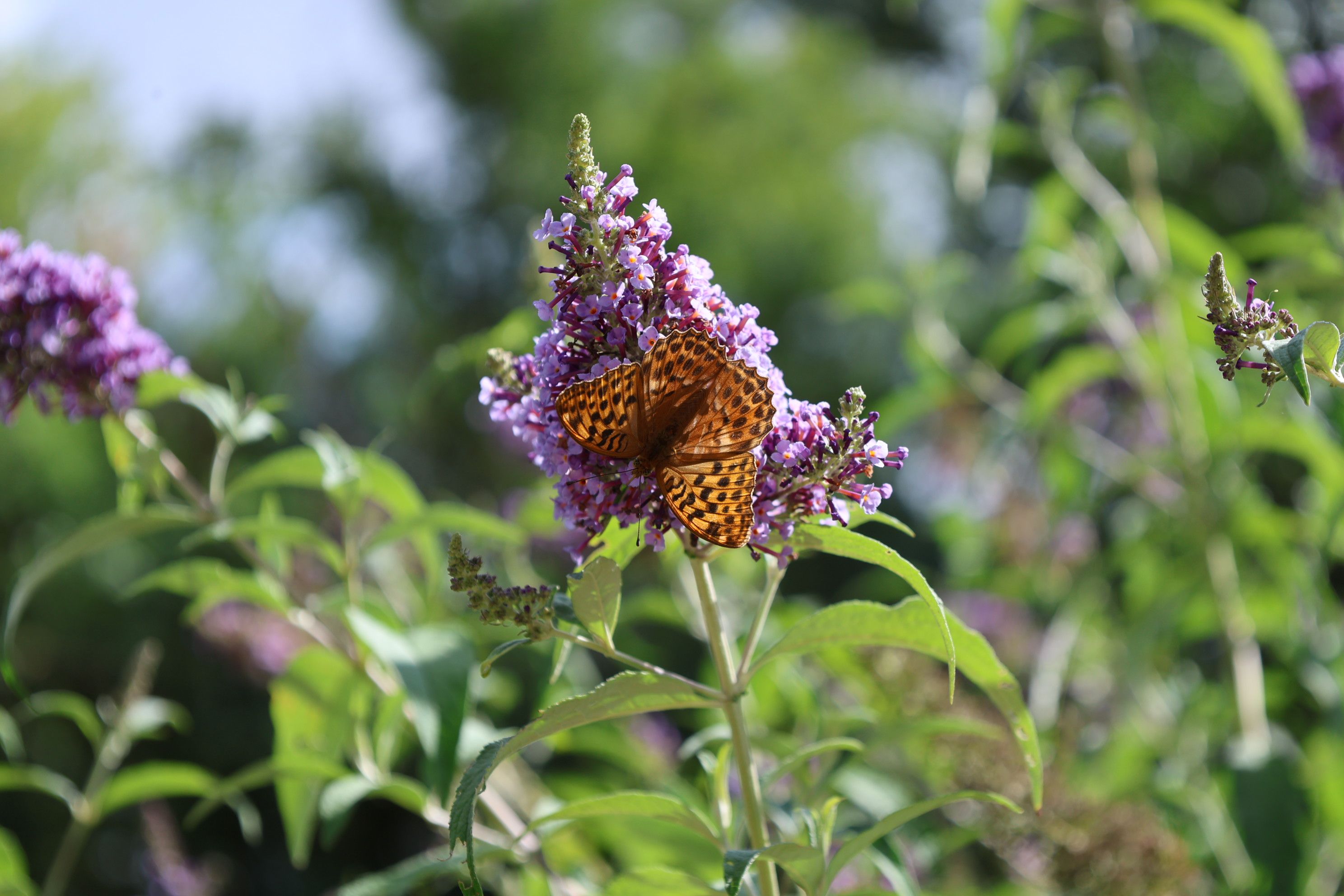 Butterfly Bush