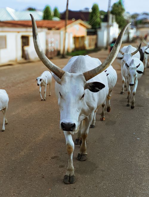Free Herd of white cattle walking down a street in Kaduna, Nigeria, showcasing rural life. Stock Photo