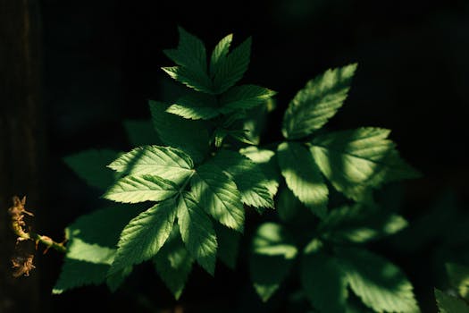 A close-up of sunlit green leaves with natural textures in a dark forest setting.