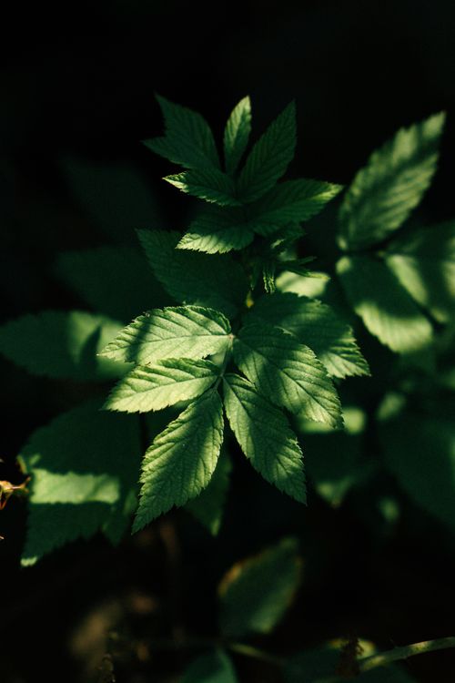Free A close-up of vibrant green leaves with sunlight creating dramatic shadows in a forested area. Stock Photo