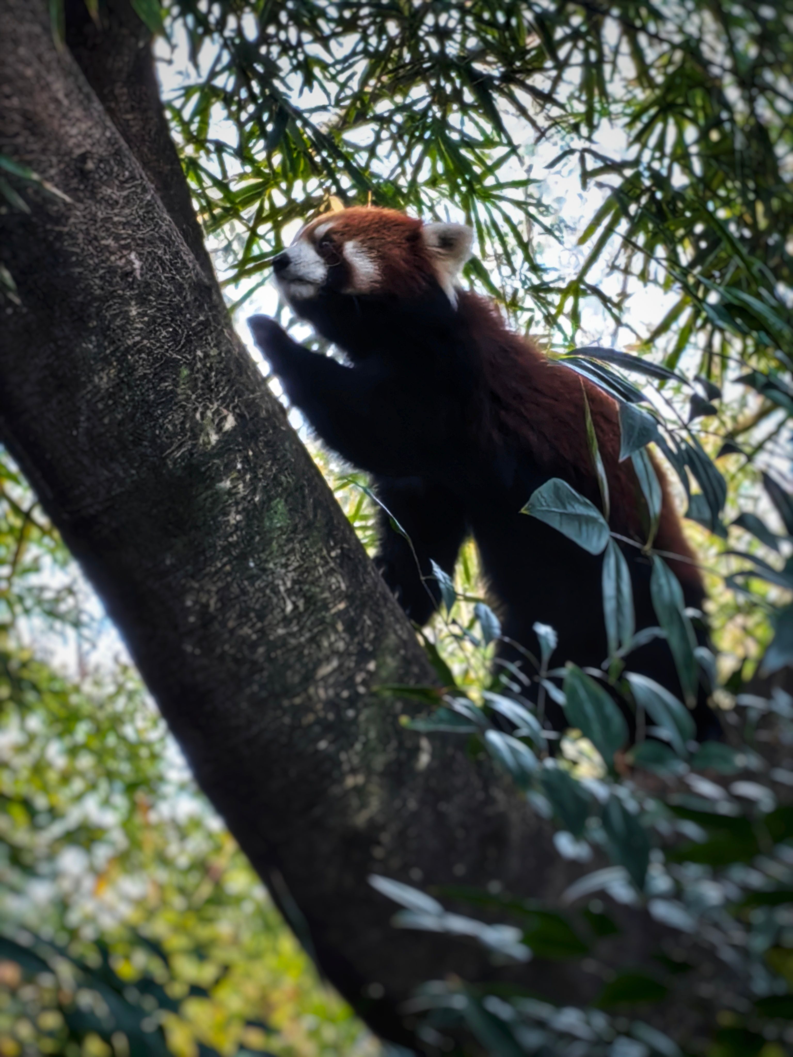 Red Panda Climbing a Tree in Lush Bamboo Forest · Free Stock Photo