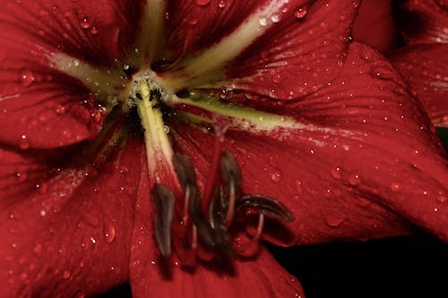 คลังภาพถ่ายฟรี ของ ดอกไม้สีแดง