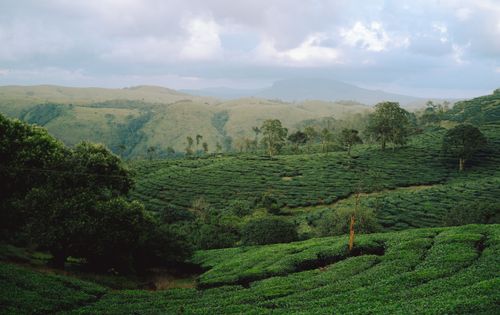 Free Explore the vast, tranquil tea plantations under a clear blue sky. Stock Photo