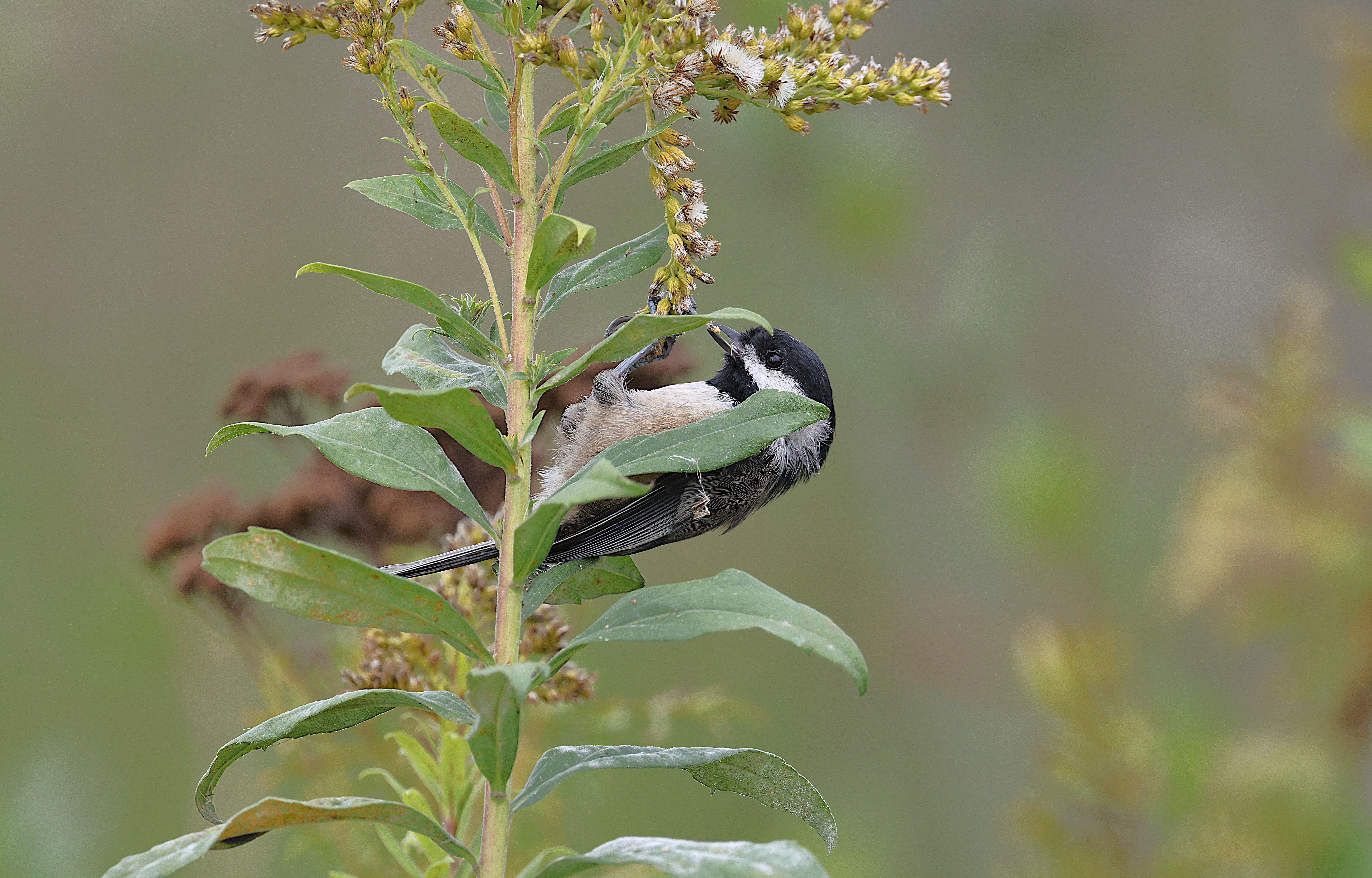 Chickadee Photos, Download The BEST Free Chickadee Stock Photos & HD Images