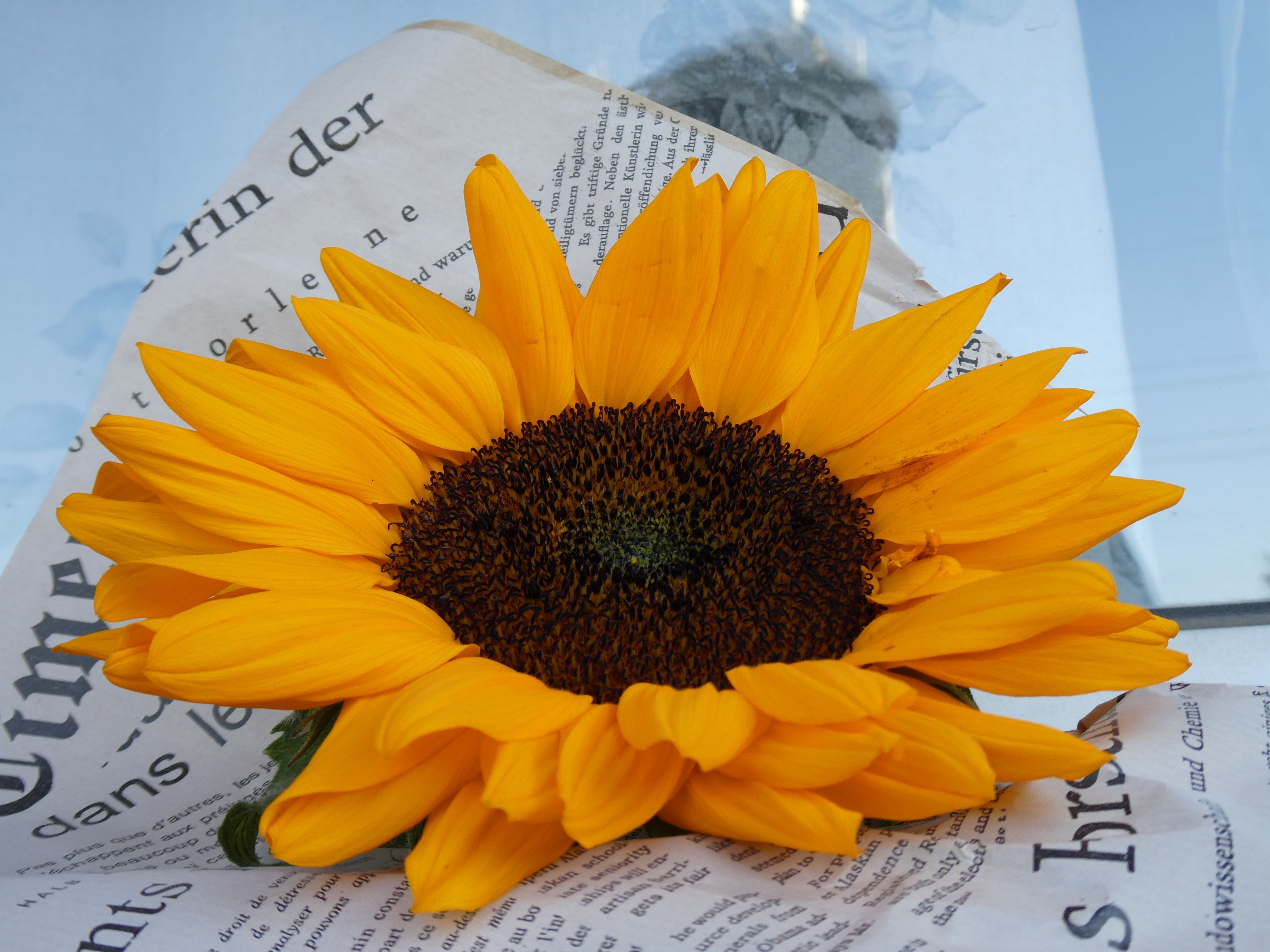 Sonnenblumen Bei Kaffeetasse  Kostenloses Stock-Foto