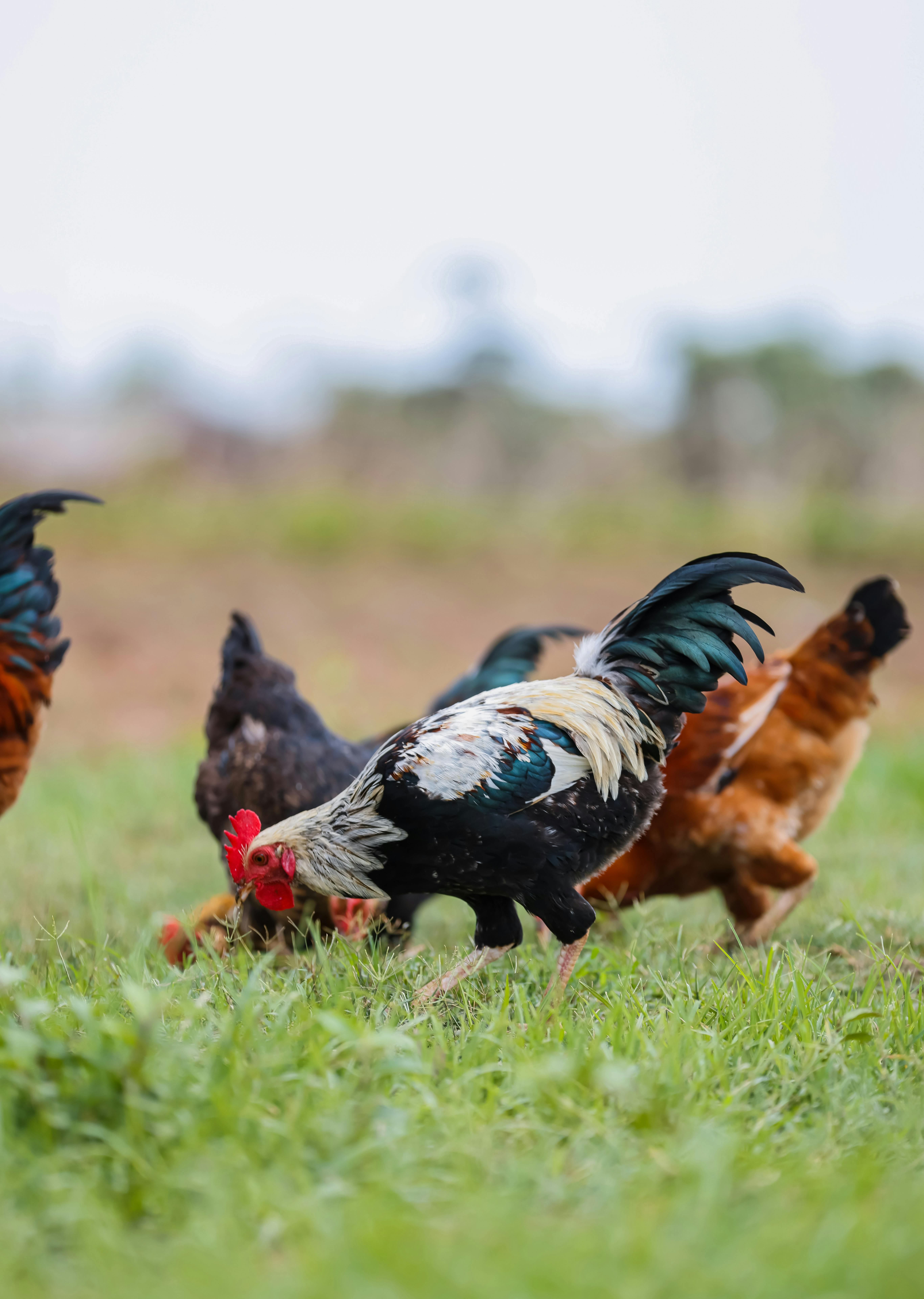 бесплатная Бесплатное стоковое фото с gallus gallus domesticus, группа животных, дикая природа Стоковое фото