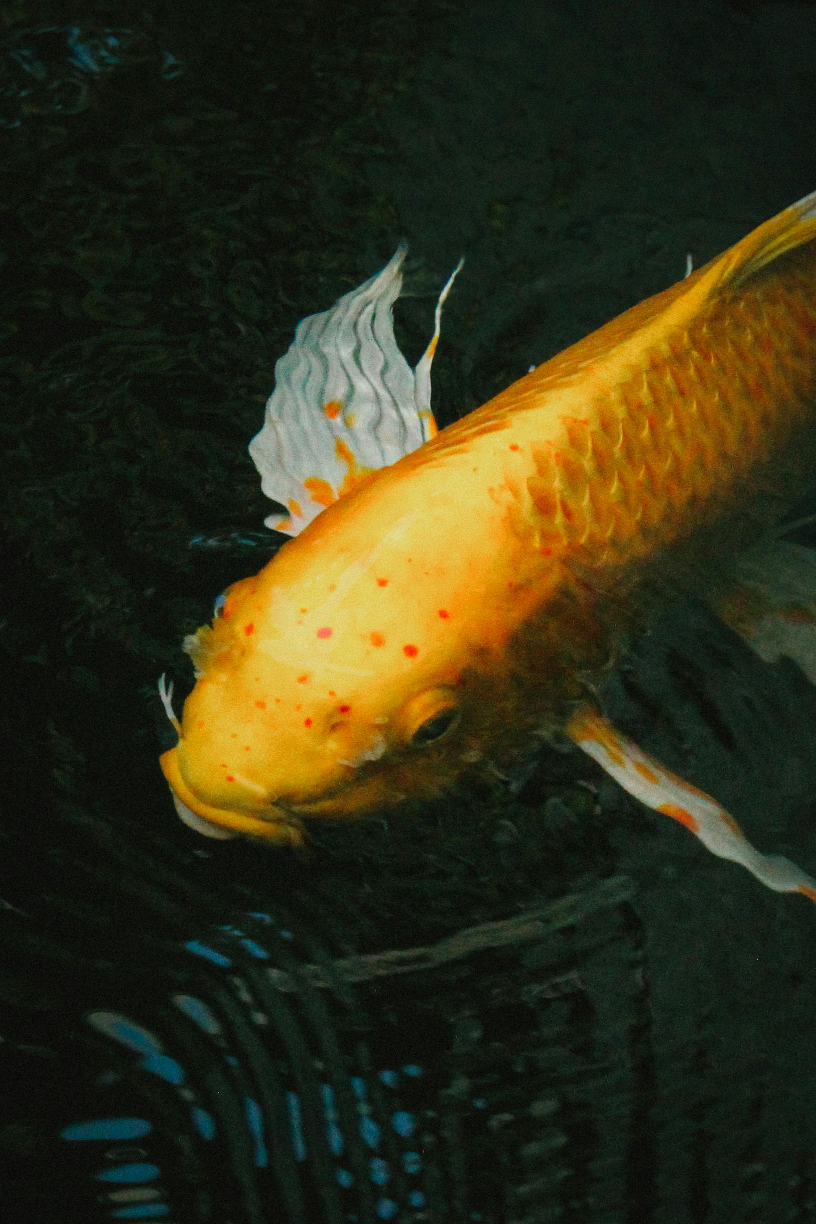 Close-up of a bright koi fish swimming gracefully in a serene pond, showcasing vibrant colors and flowing fins.