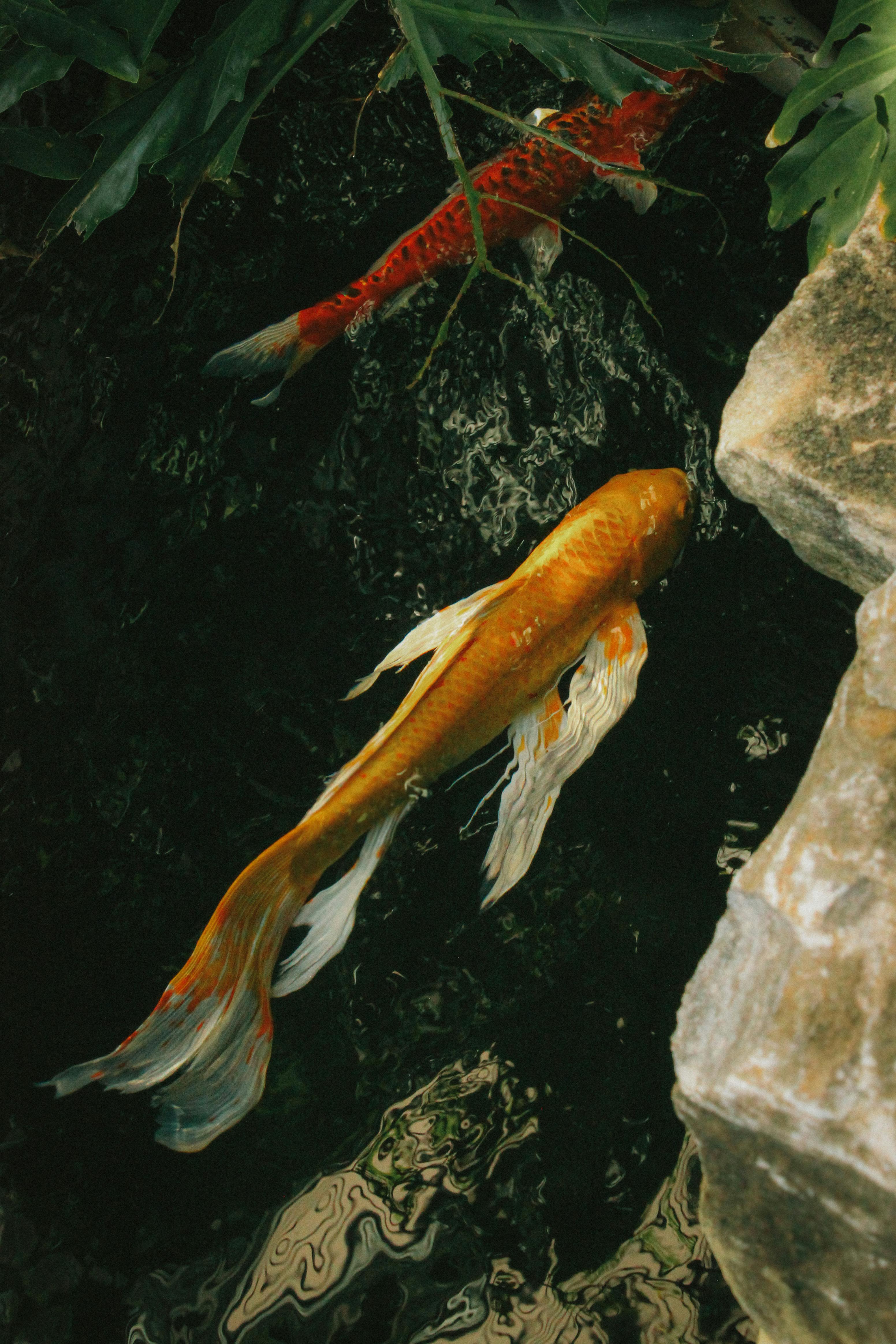 Two vibrant koi fish, orange and red, gracefully swimming in a serene garden pond.