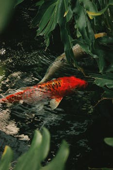 Colorful koi fish glides gracefully through a lush pond surrounded by green leaves, creating a serene and natural scene.