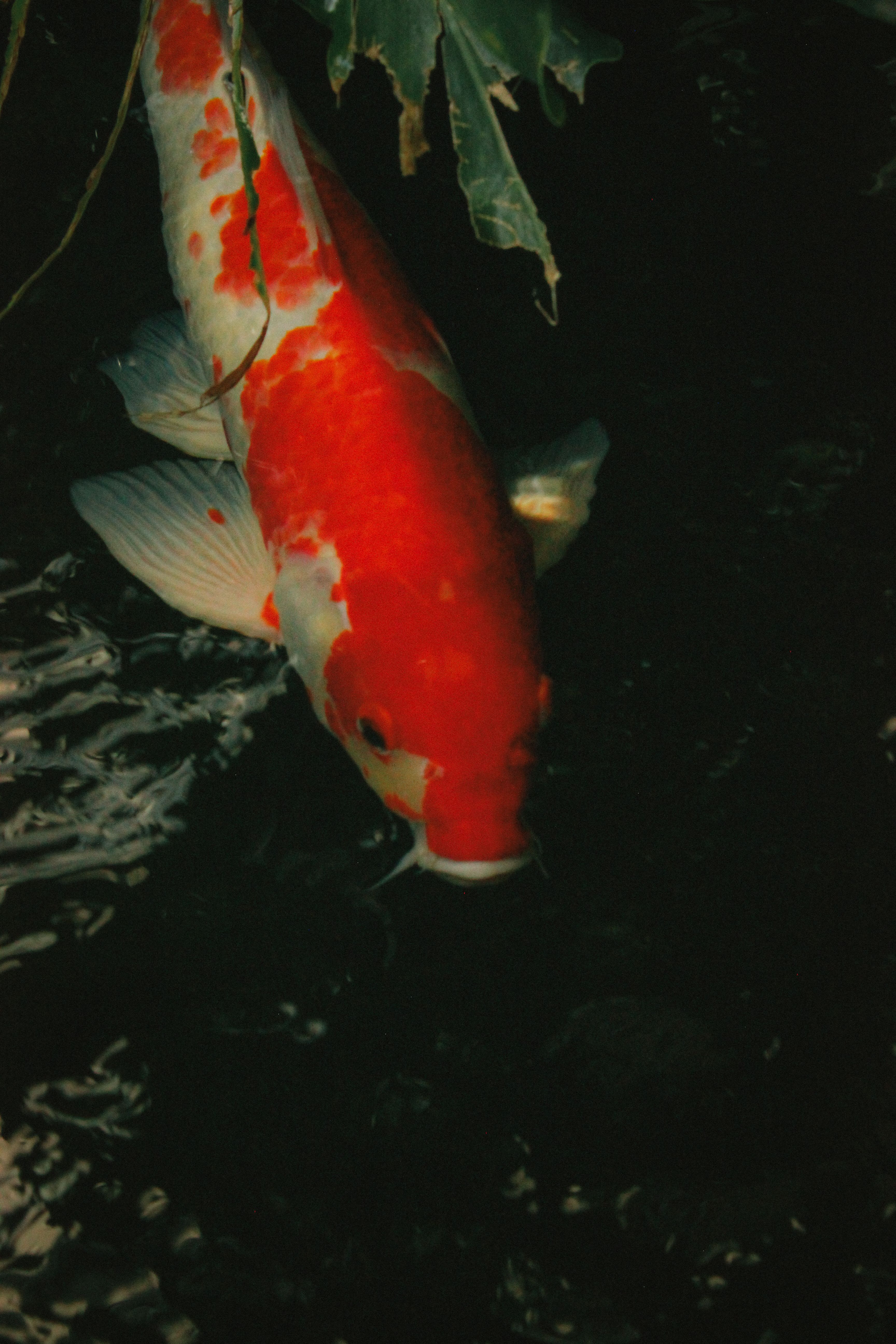 Koï kohaku rouge et blanche nageant dans un bassin sombre
