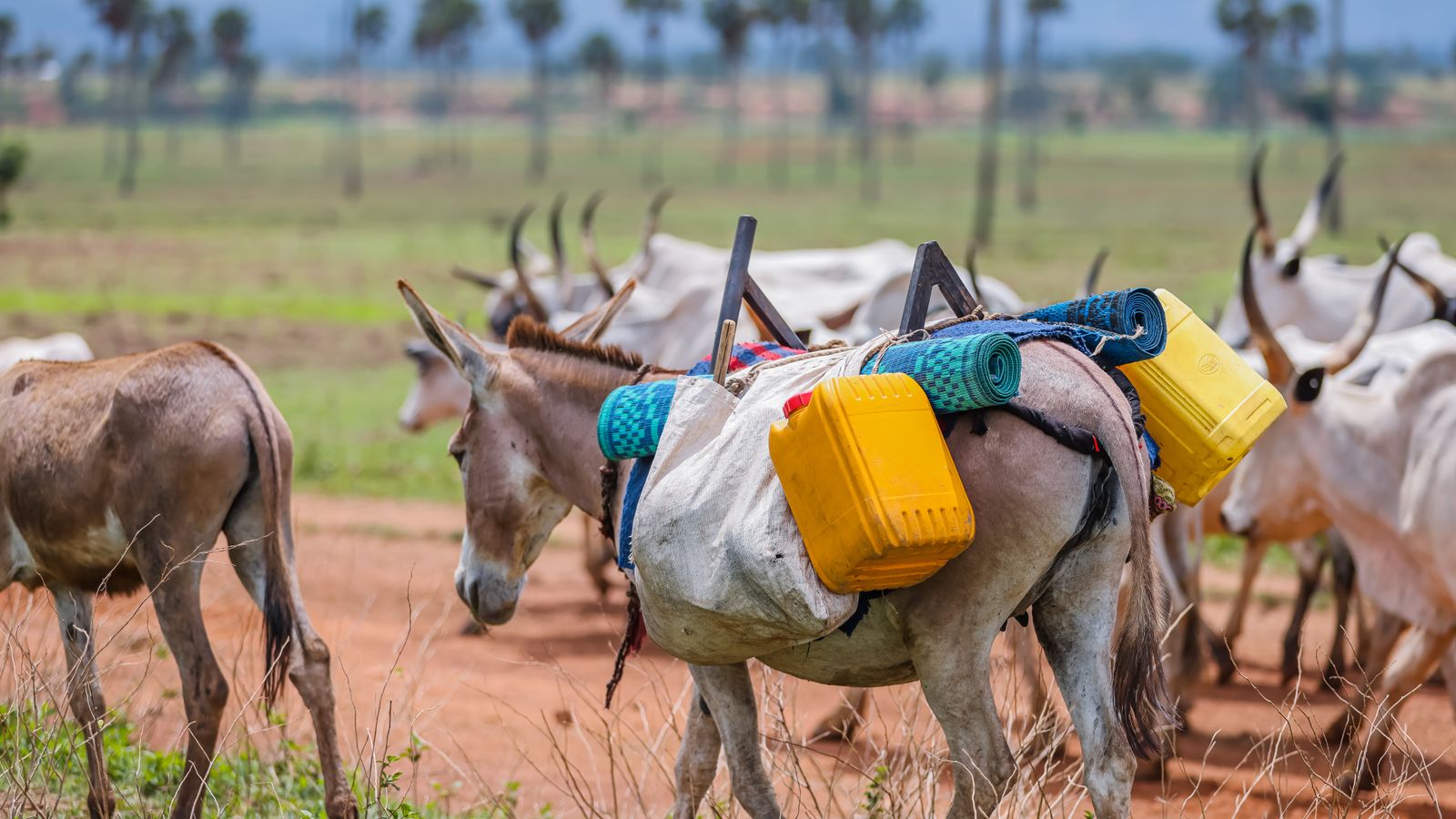 Pack donkey carrying plastic containers in field, South Sudan