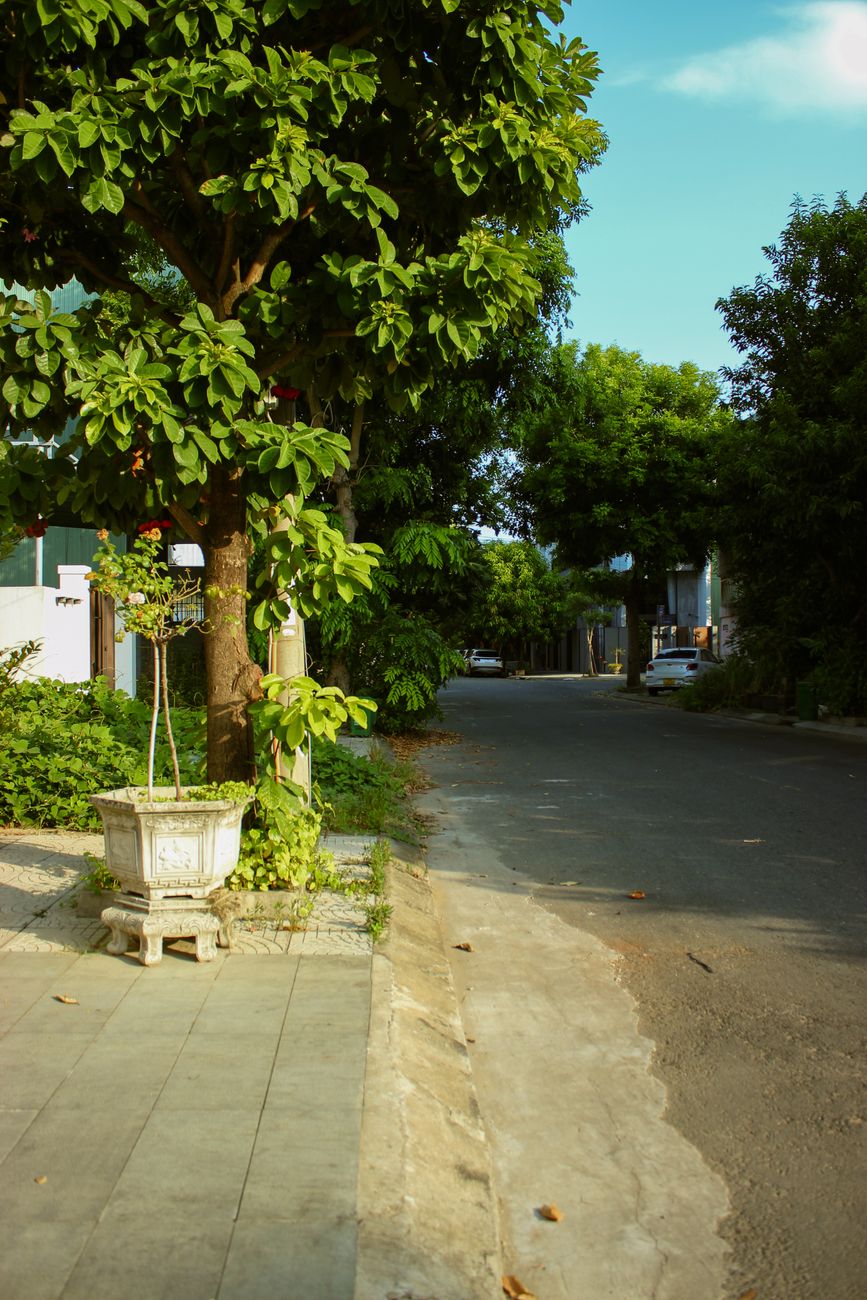 Lush tropical tree-lined street with mature canopy and warm golden light — the planned-community landscape design of a family residential district.