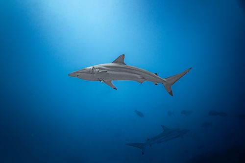 Shark Paradise