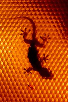 gecko photo