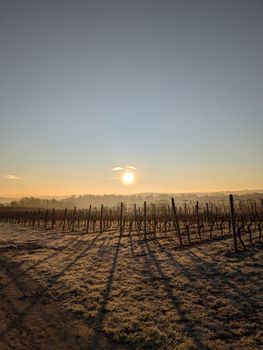 A tranquil winter sunrise casts long shadows over a frosty vineyard landscape.