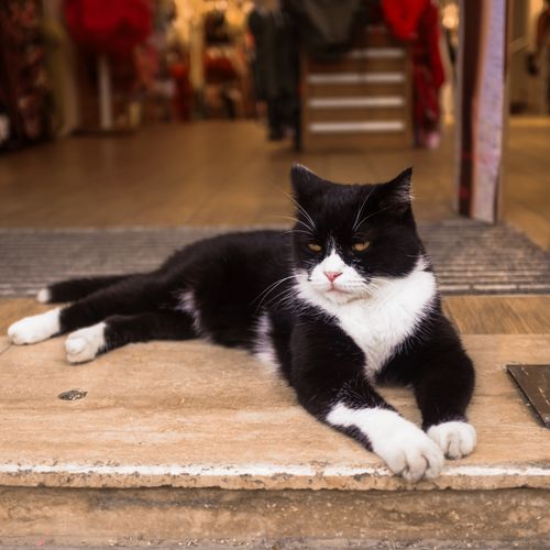 Free A black and white cat peacefully lounging on a stone step at an outdoor location. Stock Photo