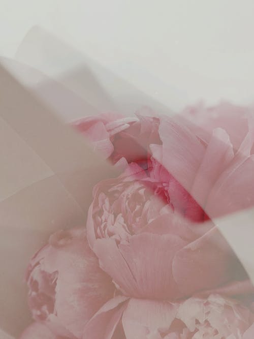 Free Pink Petaled Flower Stock Photo