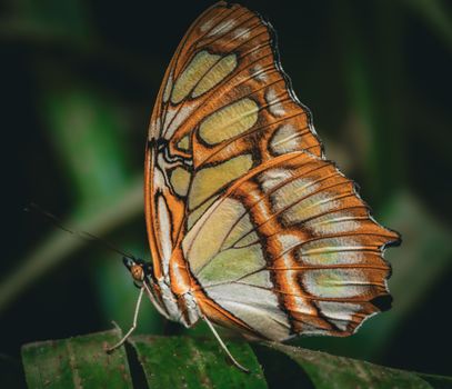 Close-up of a vibrant Malachite butterfly perched on a leaf, highlighting its striking wing patterns.