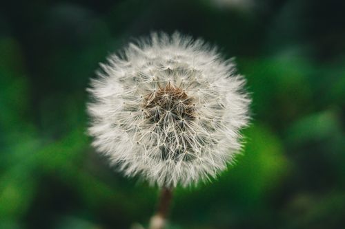 Free Detailed macro shot of a single dandelion seed head against a soft green background. Stock Photo
